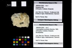 Foto (Objekt + Etikett) von Cracensigillatus acutirostris (Moericke, 1889)  (NHMW-GEO-1990-0041-2592)